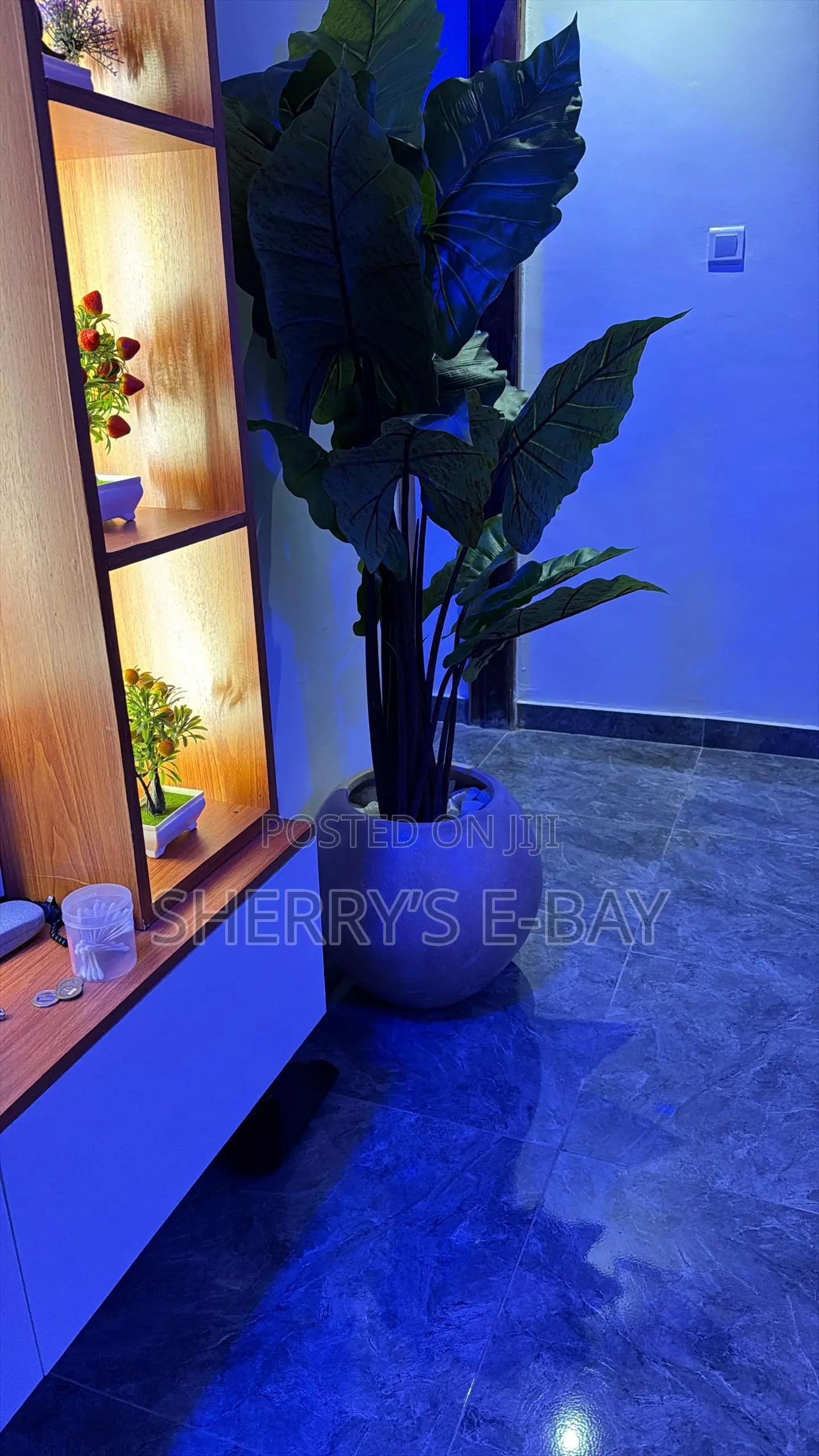 Rainbow Taro Plant With Concrete Pot