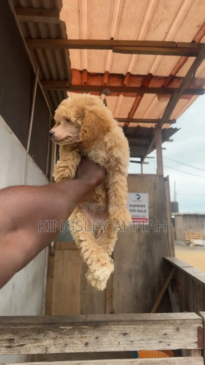 1-3 months Male Purebred Poodle