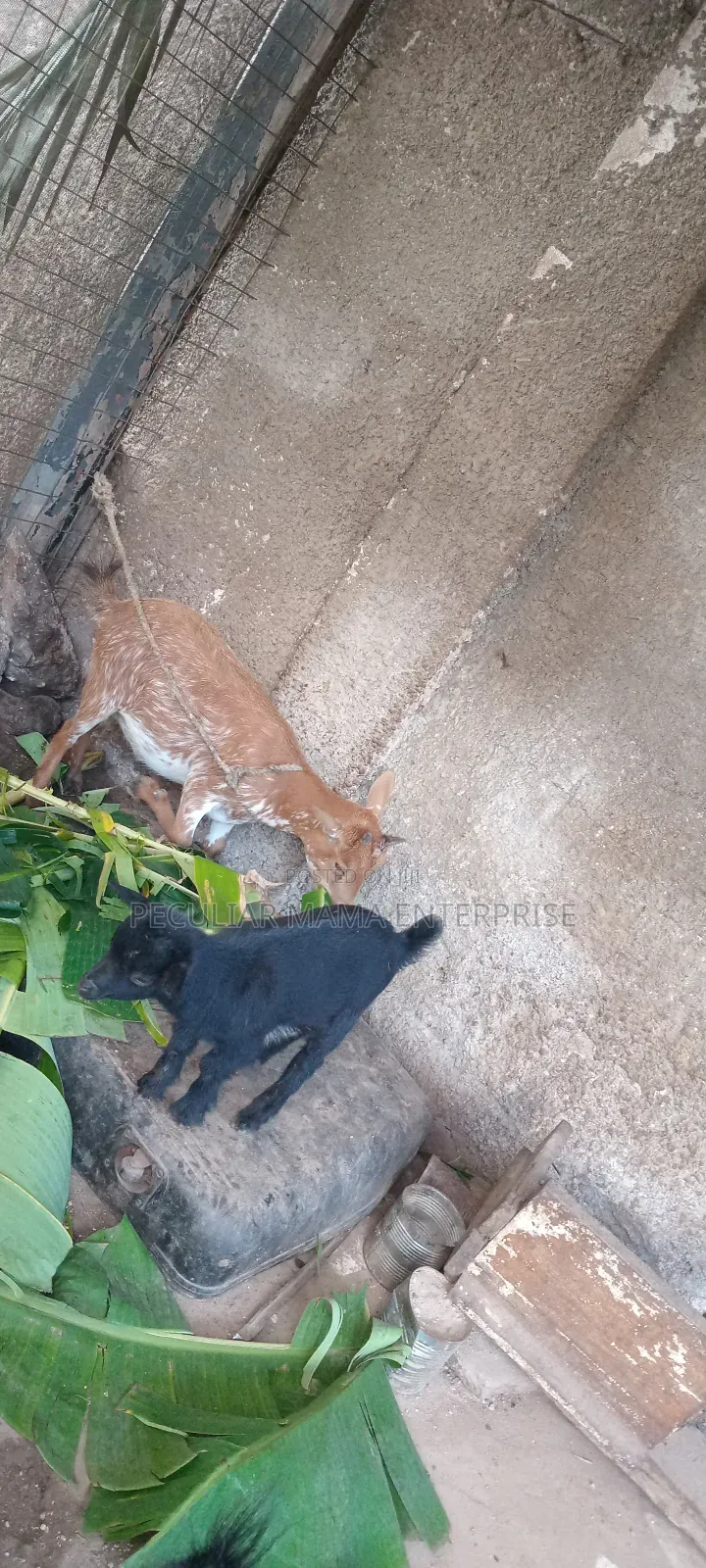 Healthy Female Goat (Doe) and a Baby Female (Kid)