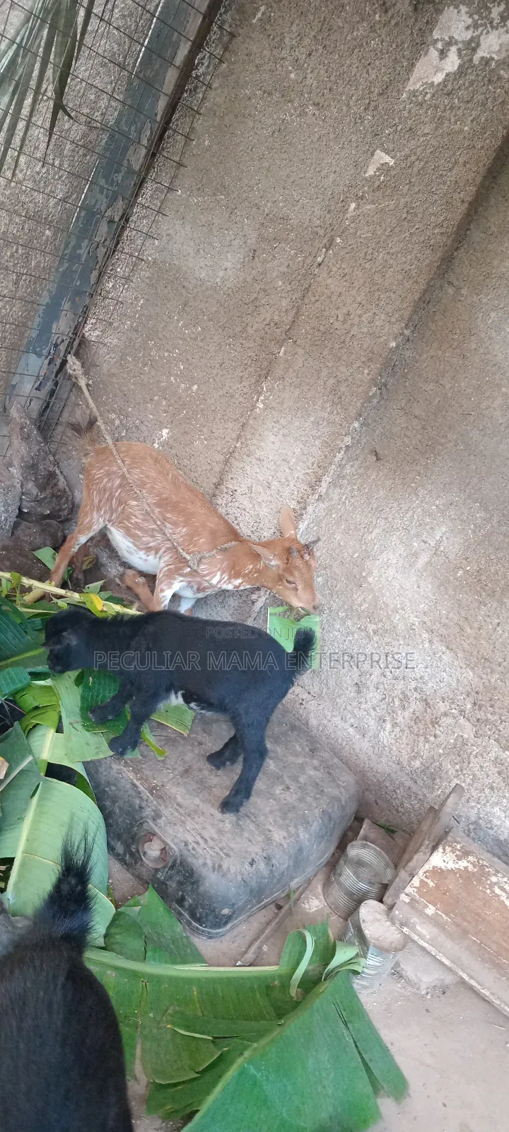 Healthy Female Goat (Doe) and a Baby Female (Kid)