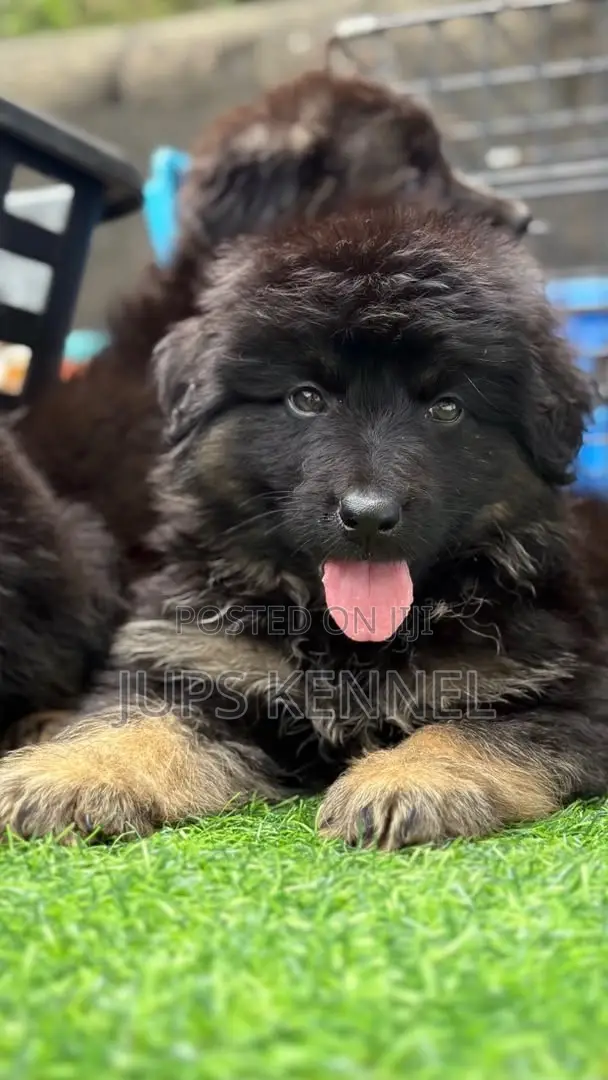 1-3 months Female Purebred German Shepherd