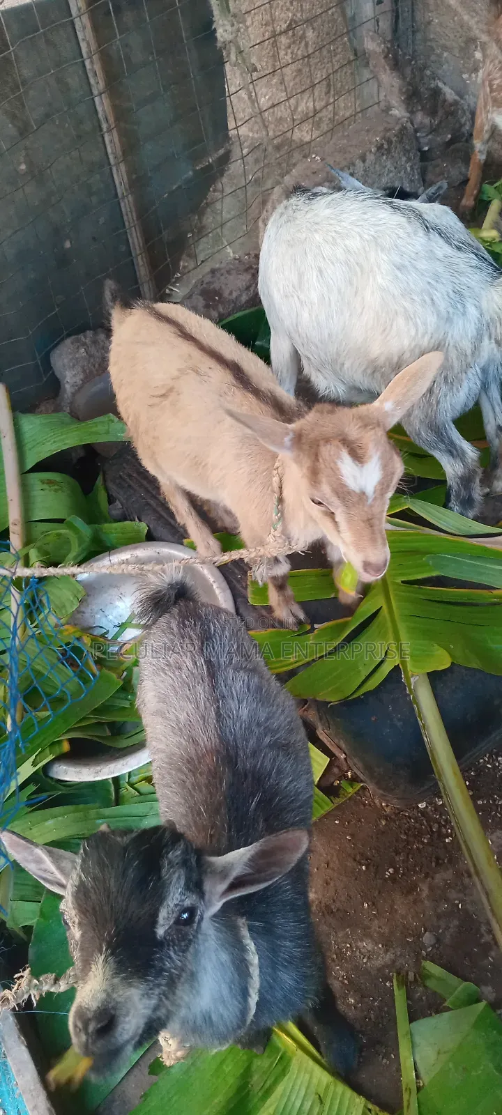 Healthy Young Male Female Goat 700 Each