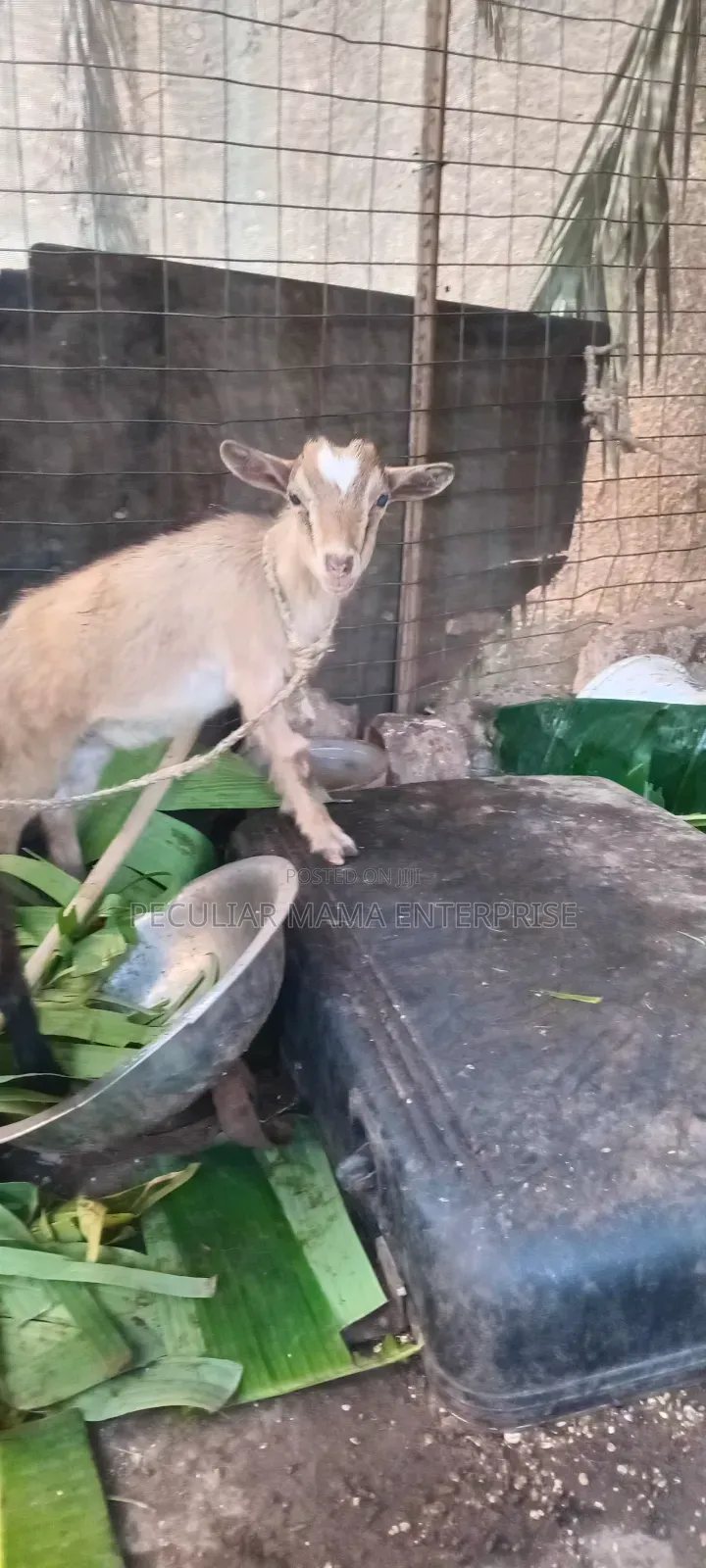 Healthy Young Male Female Goat 700 Each