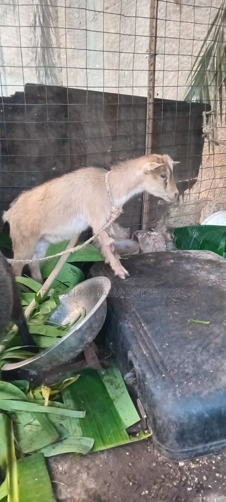 Healthy Young Male Female Goat 700 Each