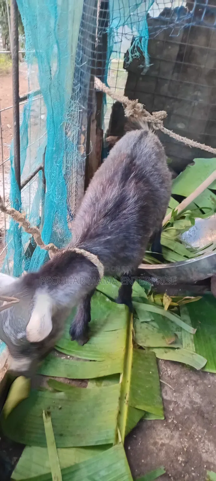 Healthy Young Male Female Goat 700 Each