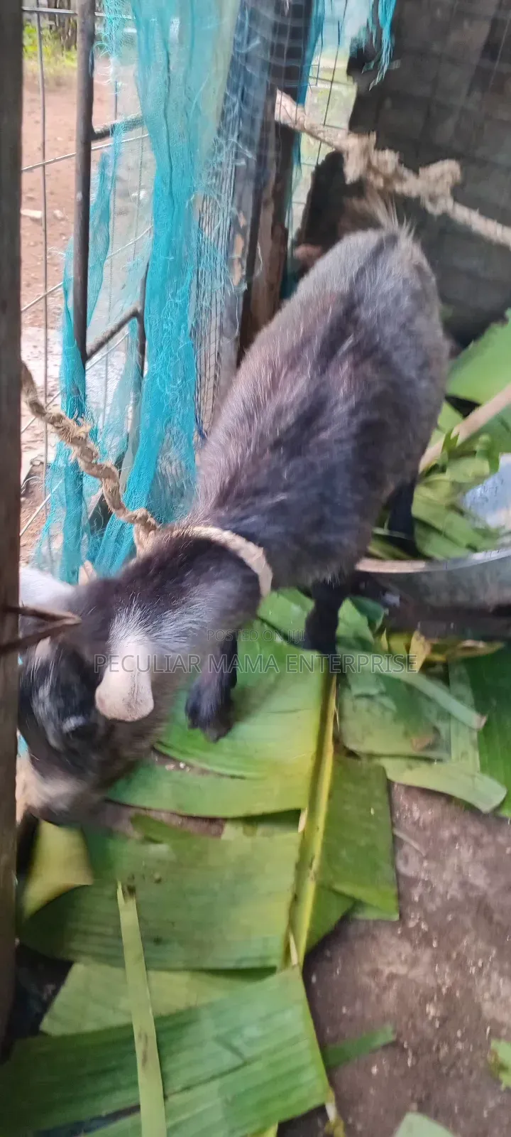 Healthy Young Male Female Goat 700 Each