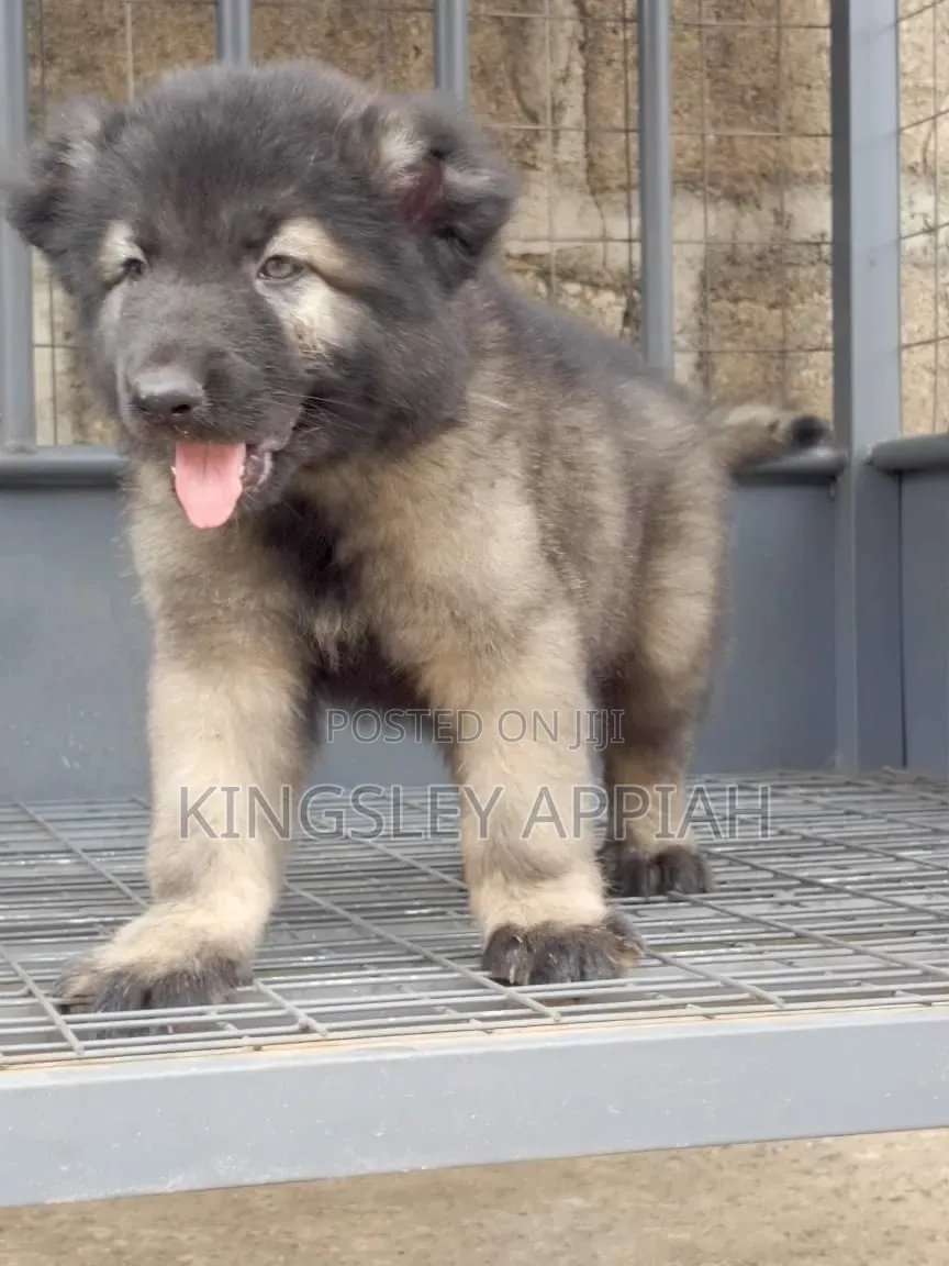 1-3 months Male Purebred Caucasian Shepherd