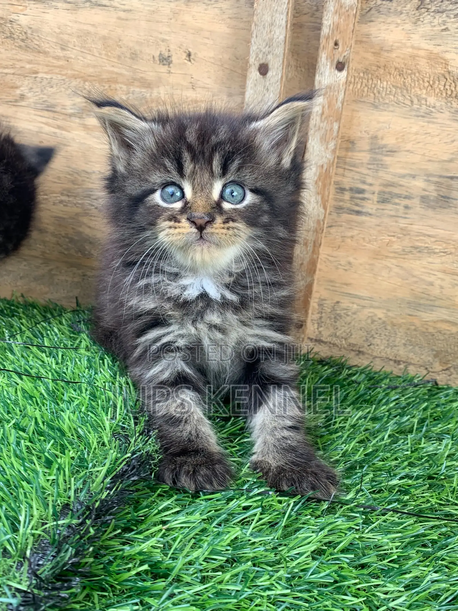 1-3 months Male Purebred Maine Coon