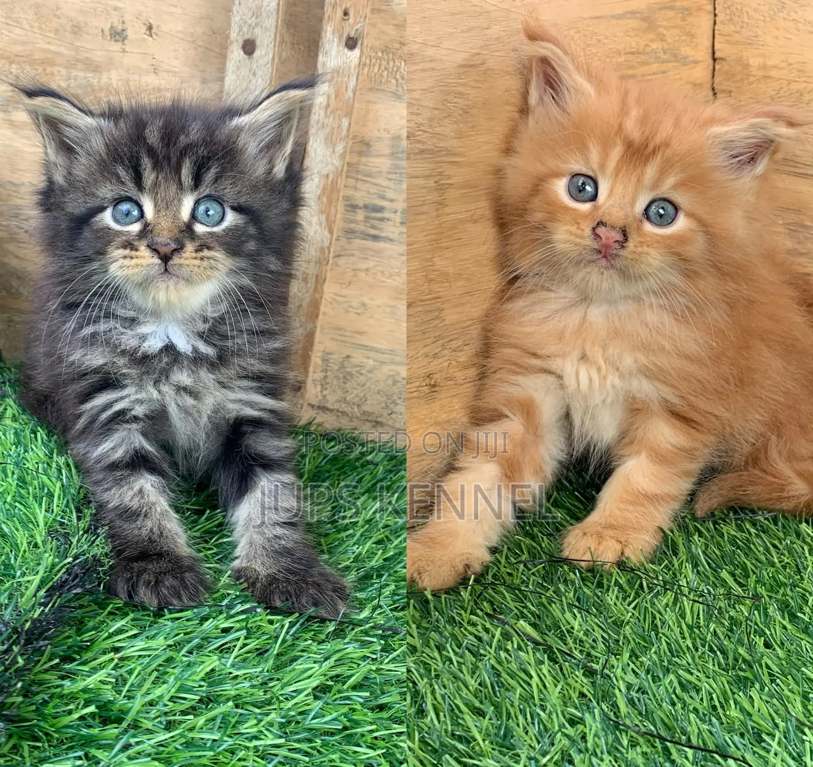 1-3 months Female Purebred Maine Coon