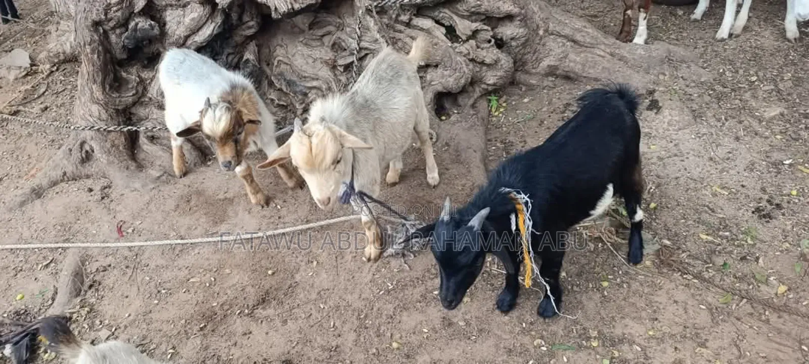 Goat Is Active