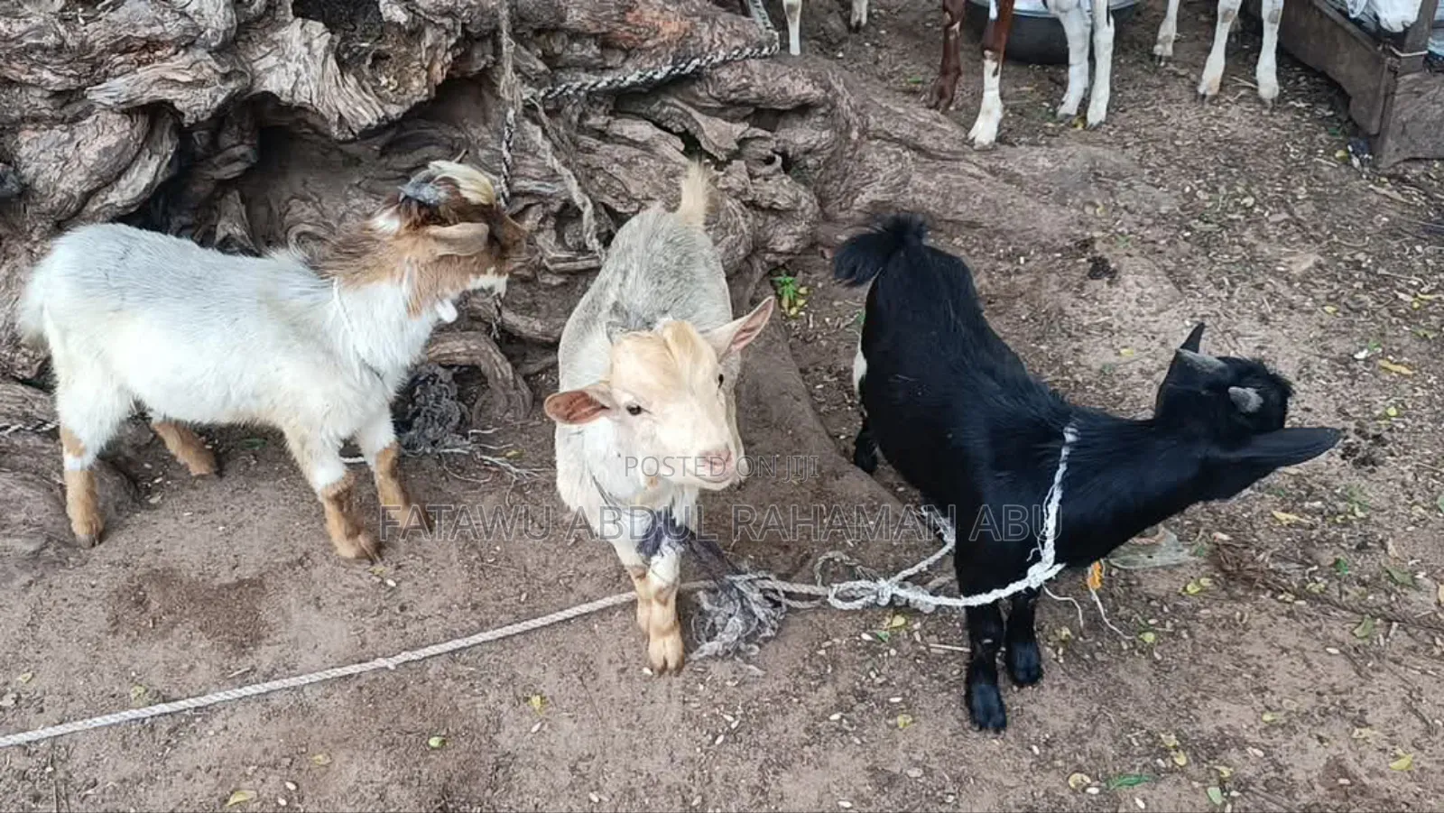 Goat Is Active