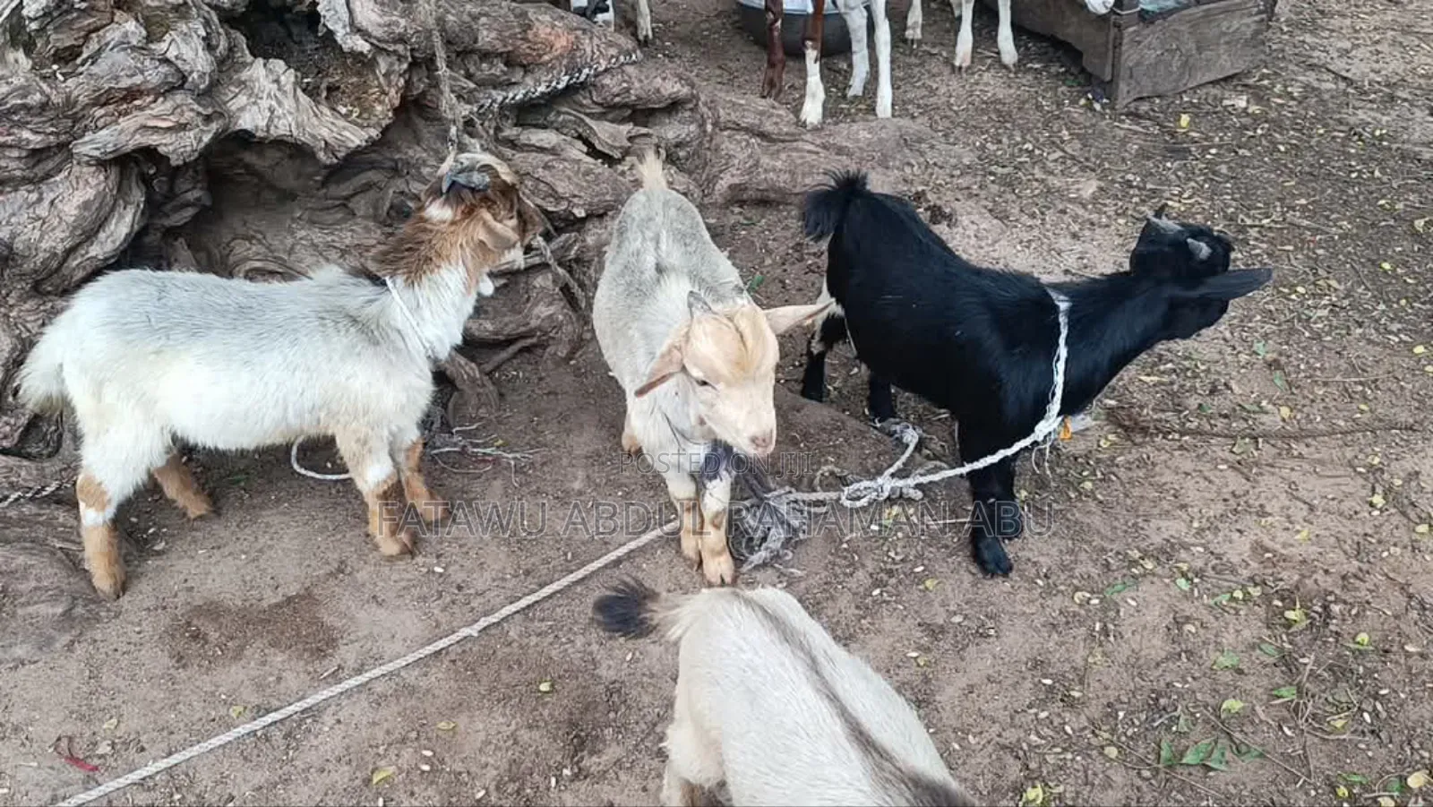 Goat Is Active