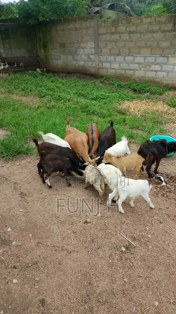 Cheap Goats for Sale