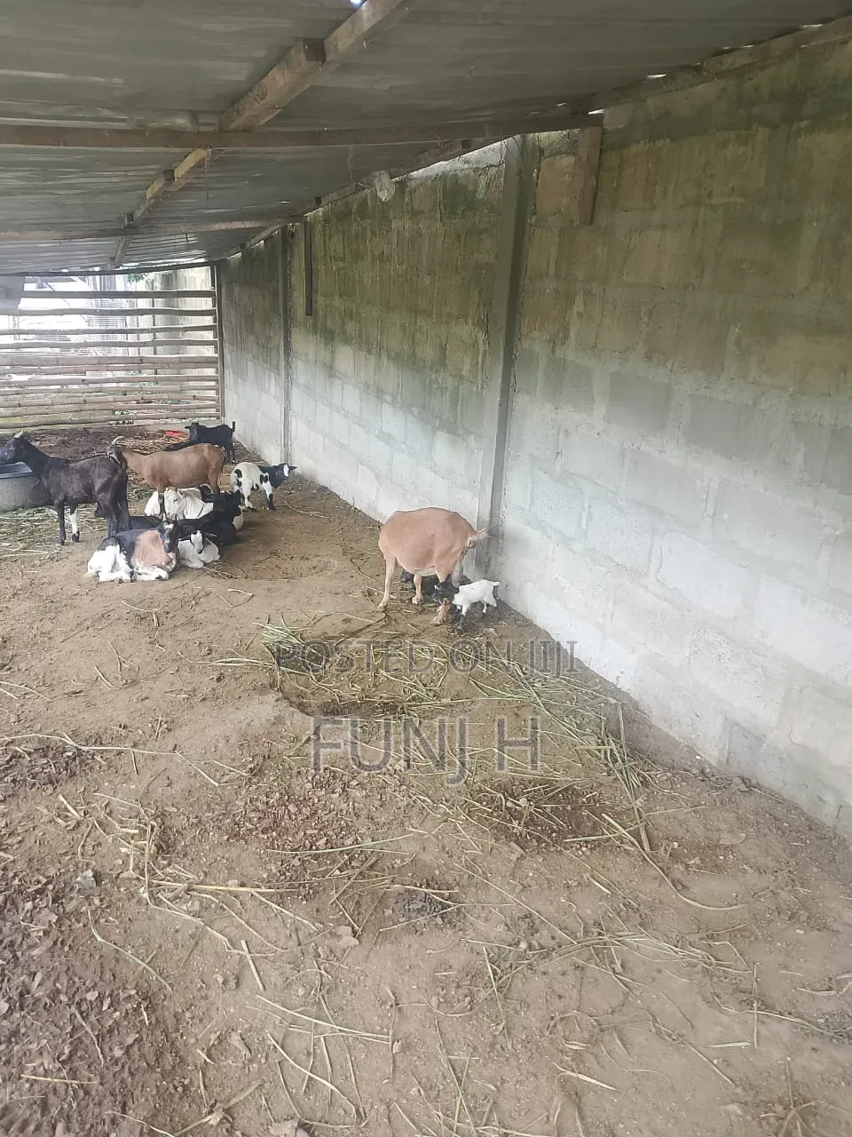 Cheap Goats for Sale