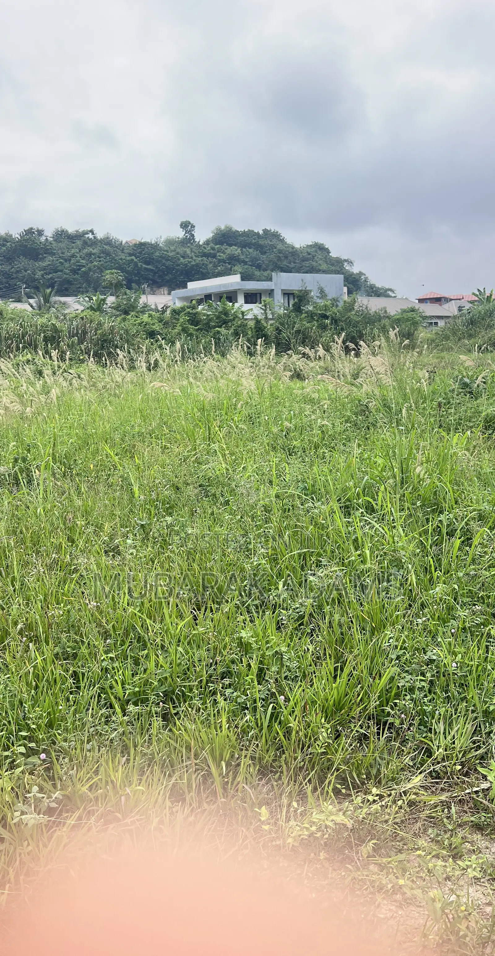 Bush Weeding
