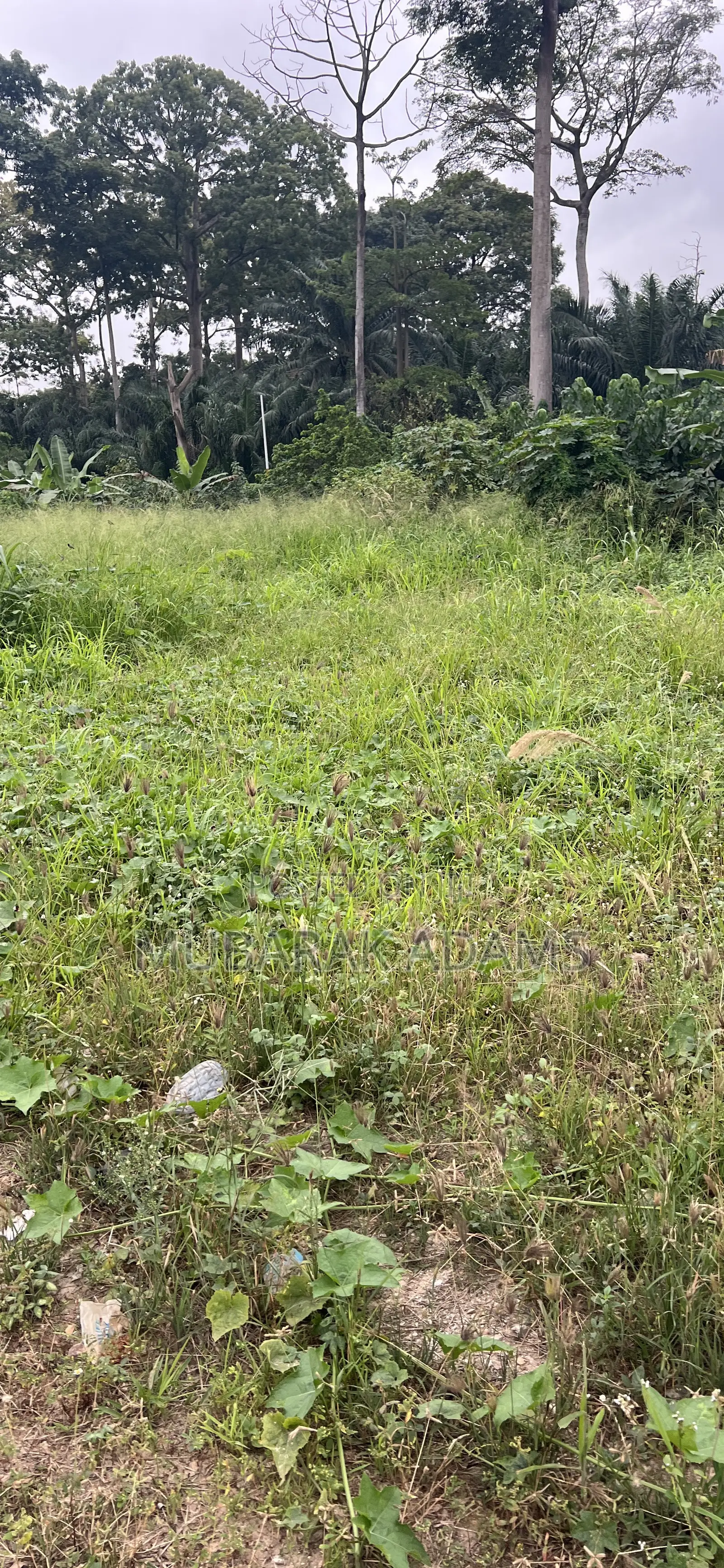 Bush Weeding