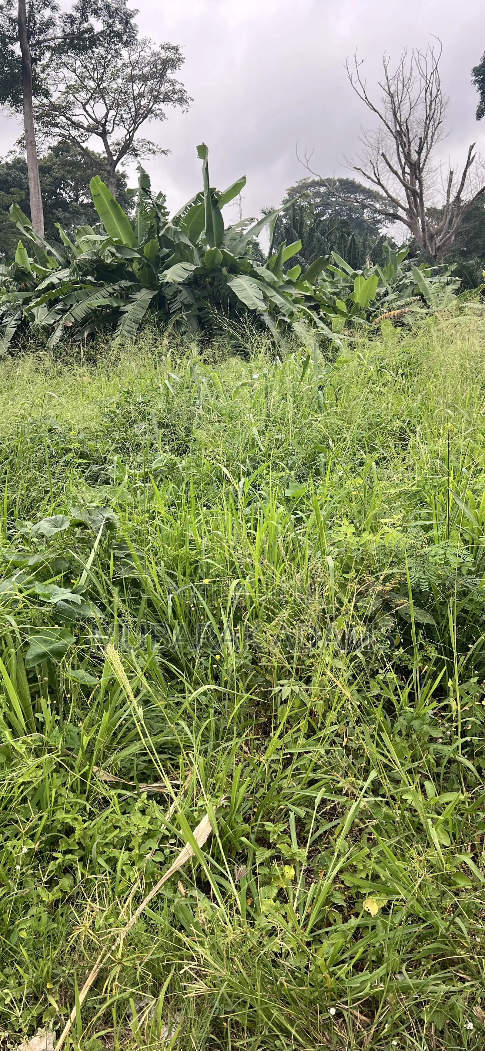 Bush Weeding
