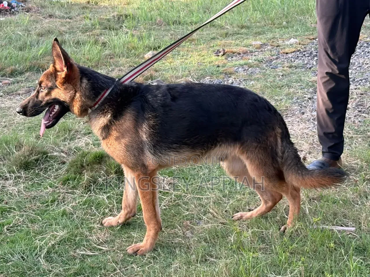 3-6 months Male Purebred German Shepherd