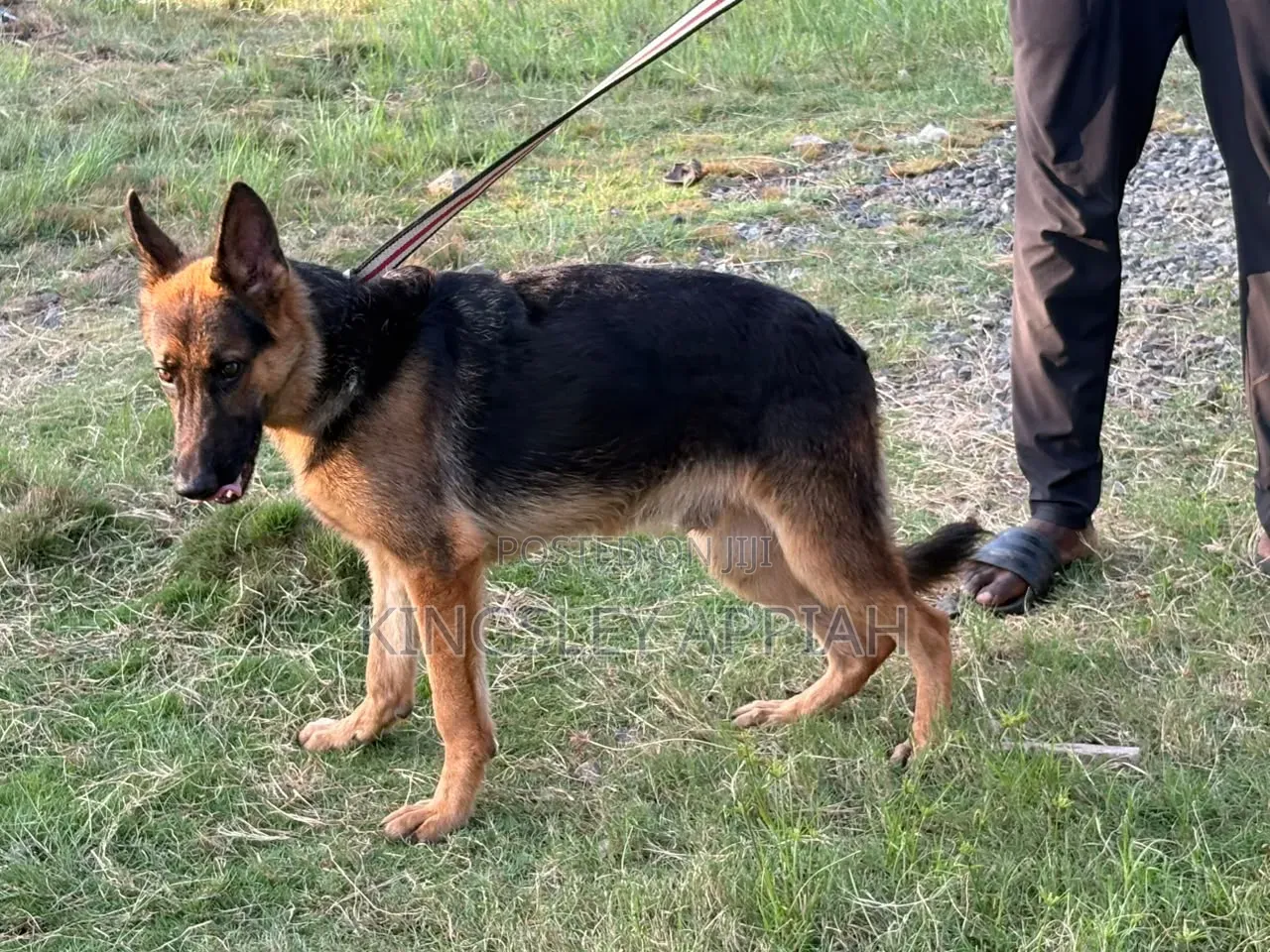 3-6 months Male Purebred German Shepherd