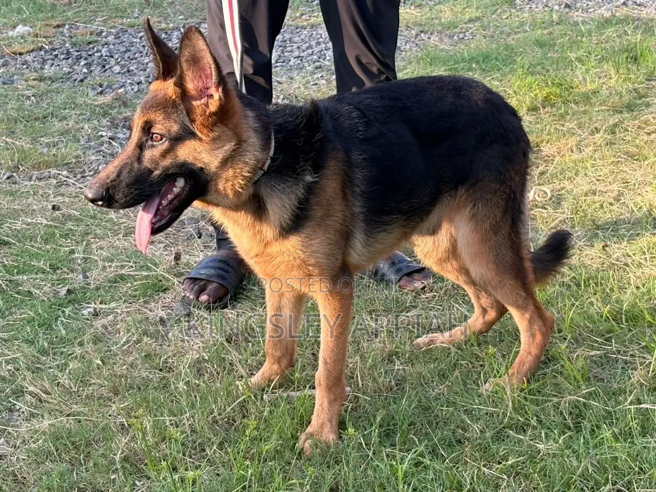 3-6 months Male Purebred German Shepherd