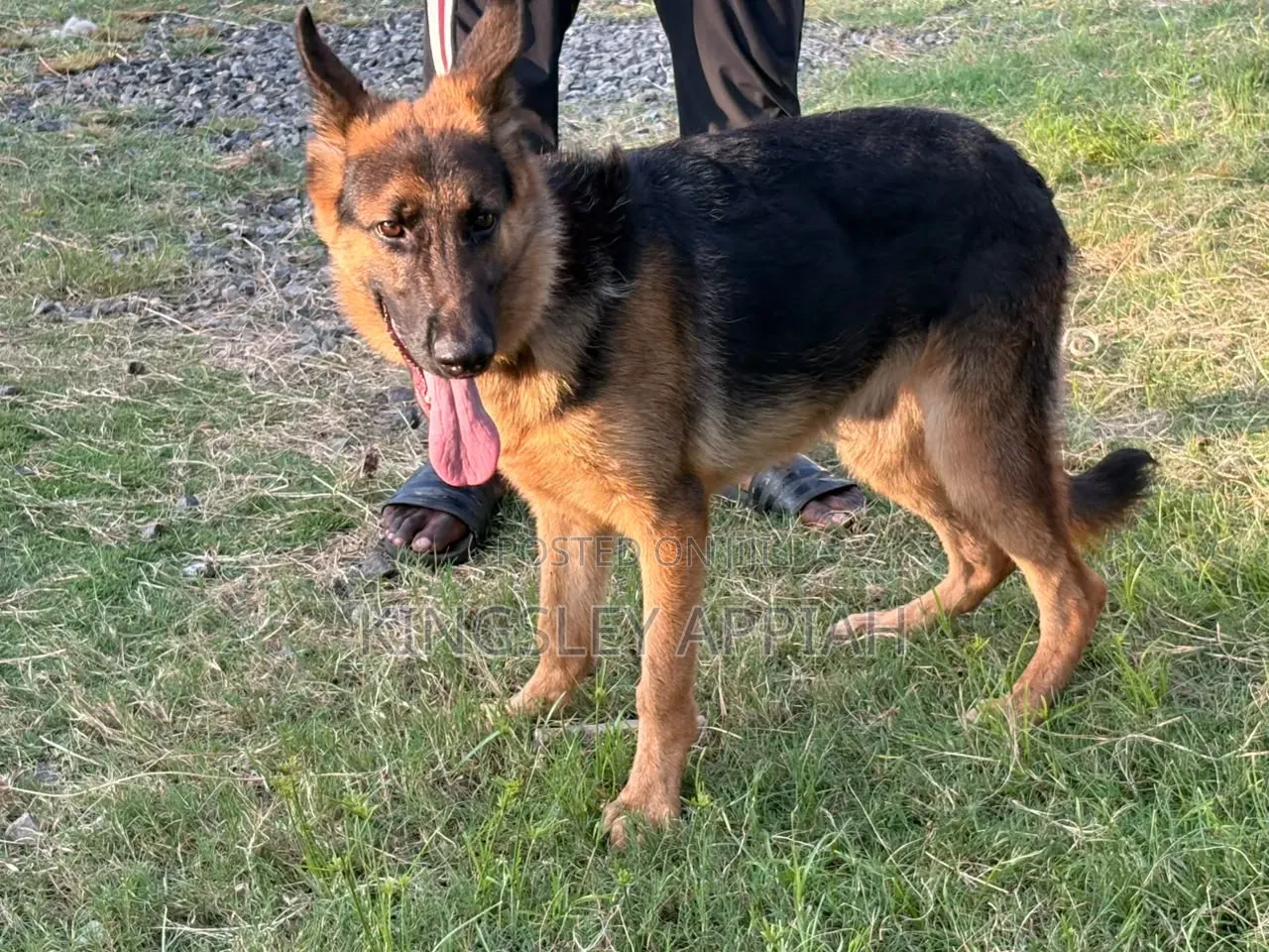 3-6 months Male Purebred German Shepherd