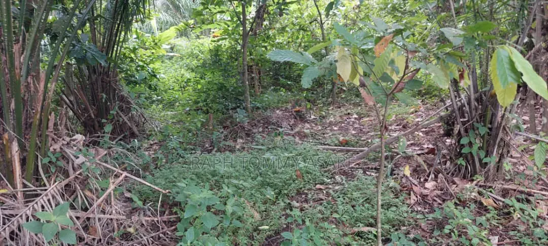 Farmland at Kwabere Kasaam for Sale
