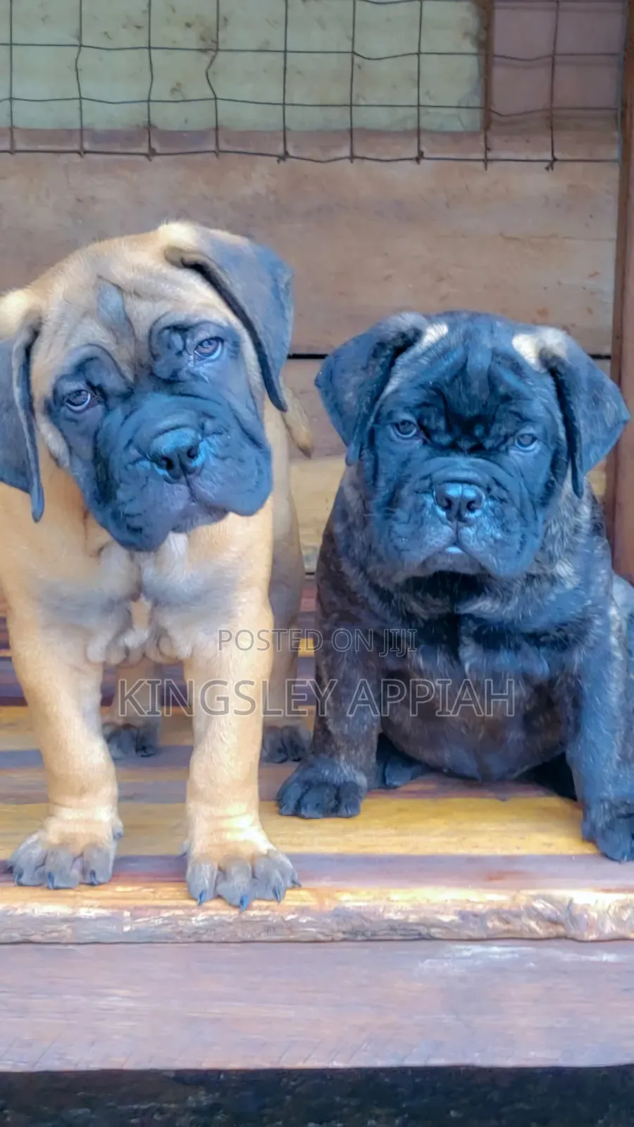 1-3 months Male Purebred Bullmastiff