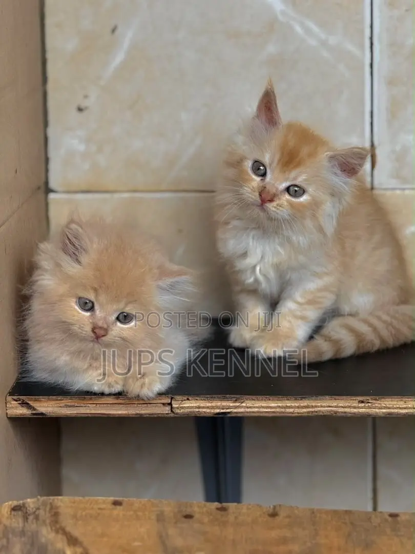 1-3 months Female Purebred Persian