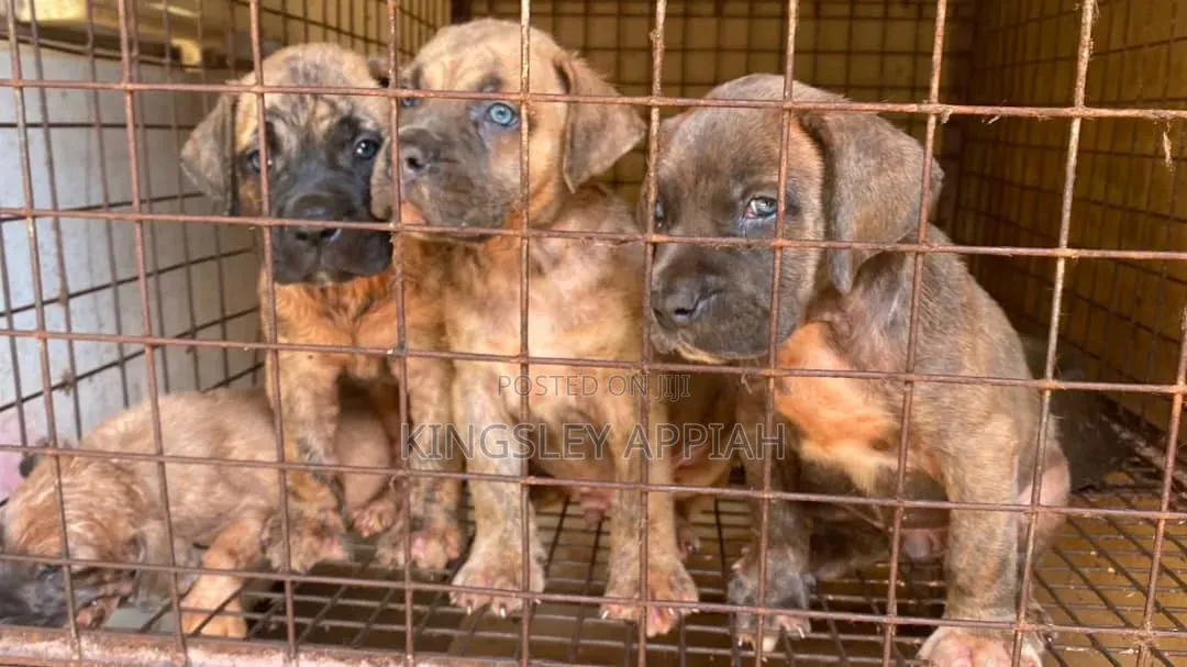 1-3 months Male Purebred Boerboel