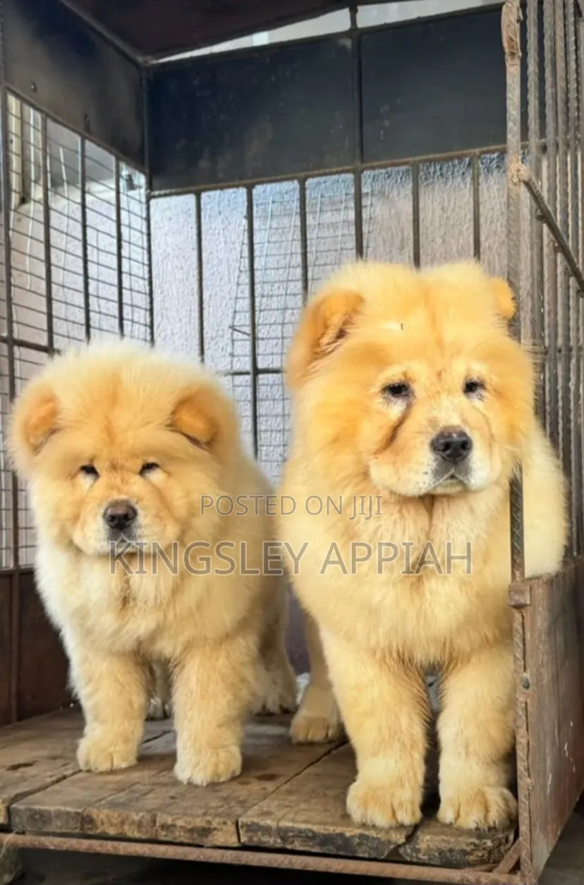 1-3 months Male Purebred Chow Chow