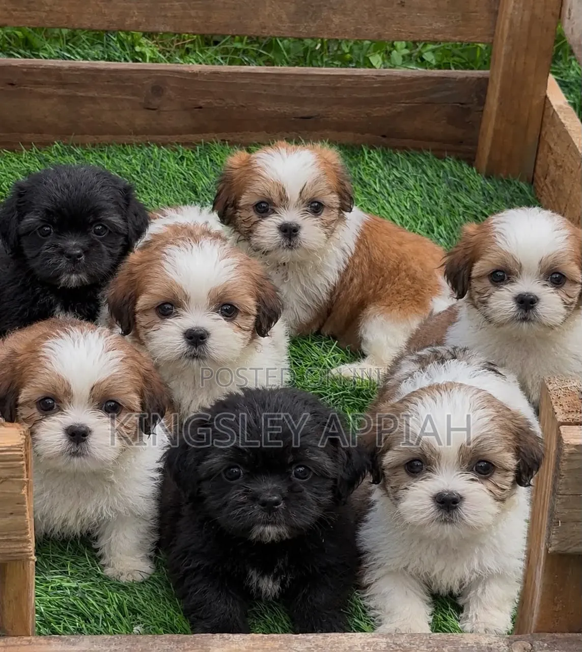 1-3 months Female Purebred Poodle