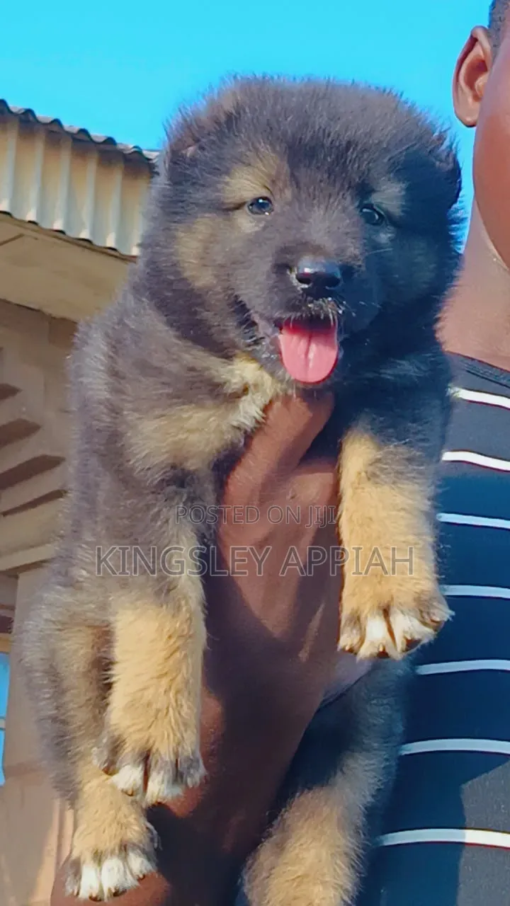 1-3 months Male Purebred Caucasian Shepherd