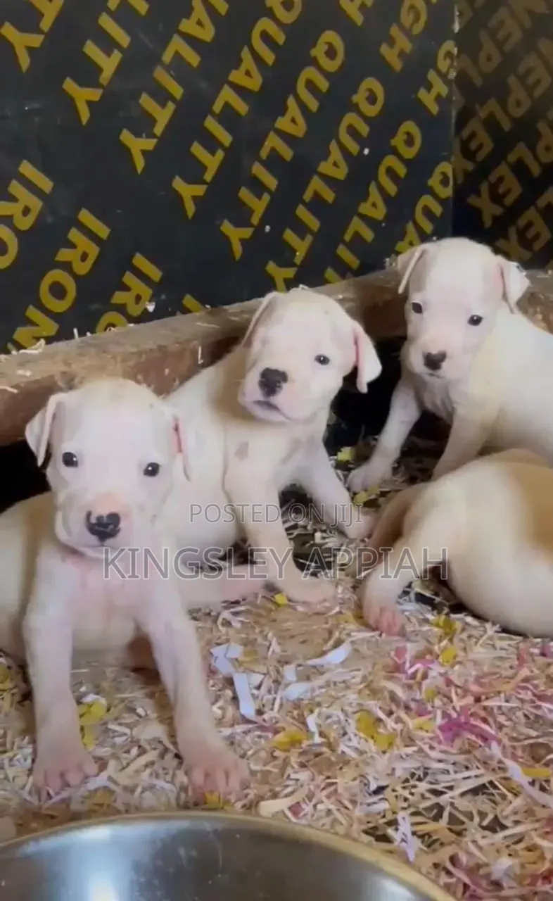 1-3 months Male Purebred Dogo Argentino