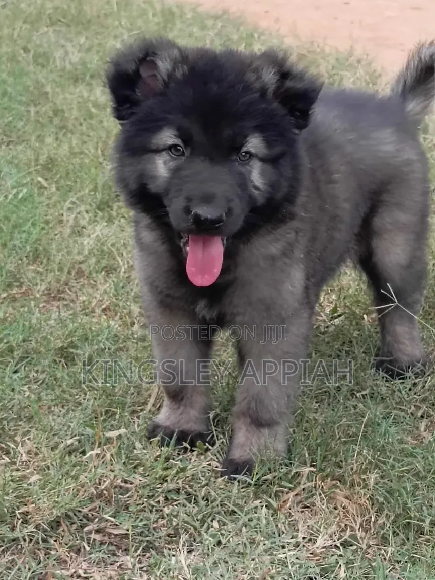 1-3 months Male Purebred Caucasian Shepherd