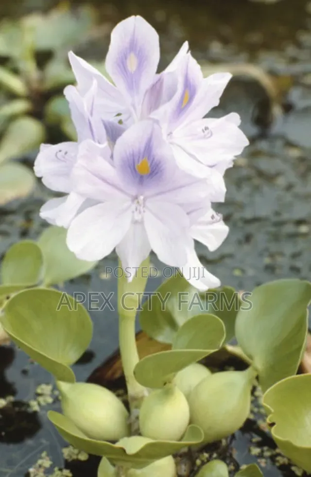 Transform Your Pond Aquarium With Live Water Hyacinth