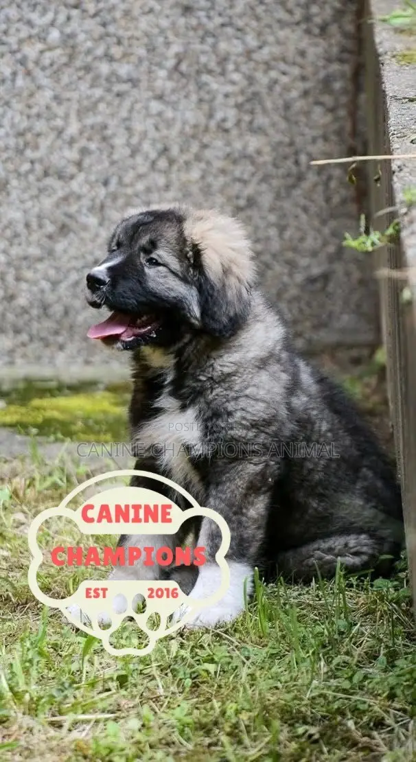 1-3 months Female Purebred Caucasian Shepherd