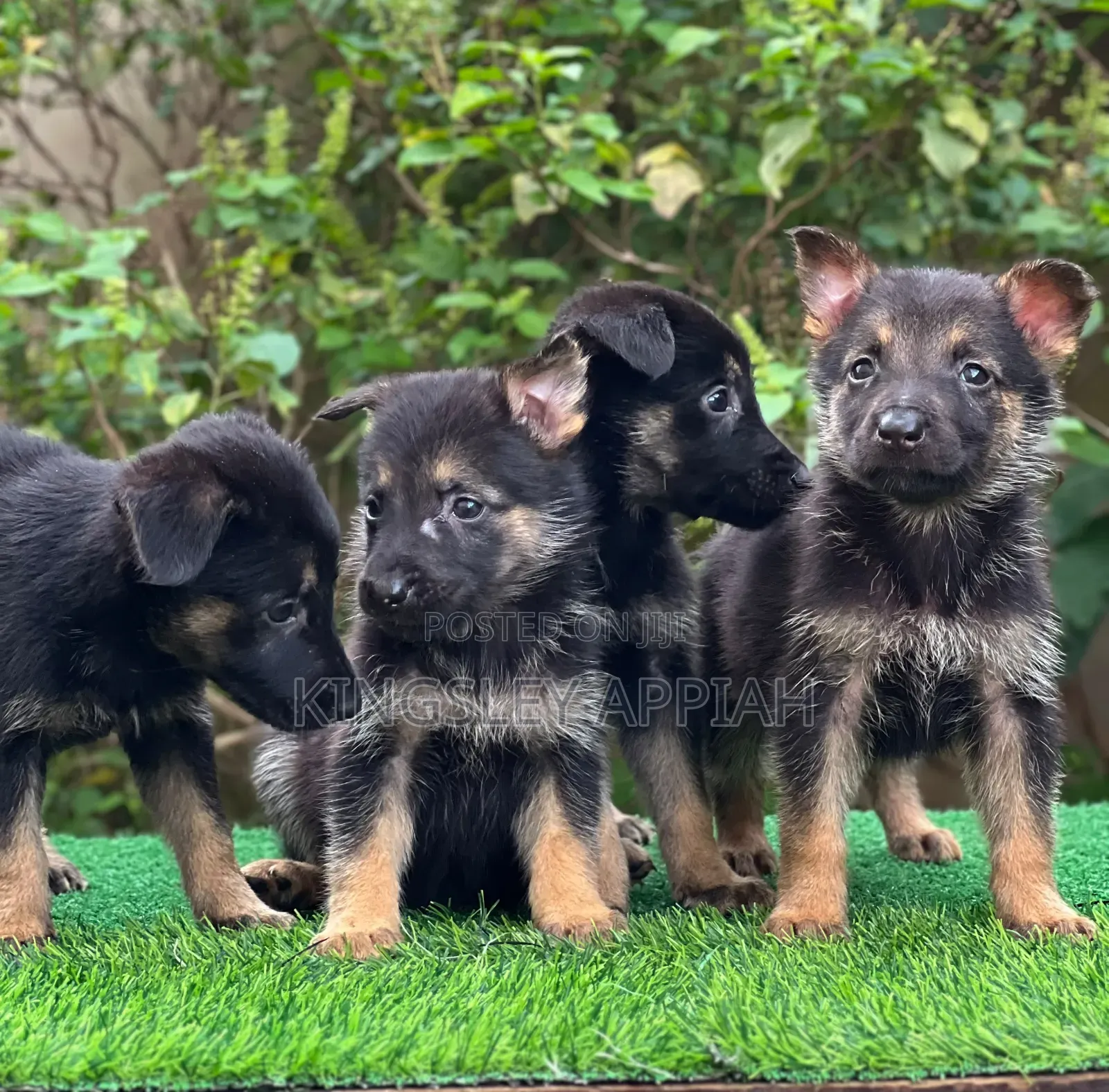 1-3 months Male Purebred German Shepherd