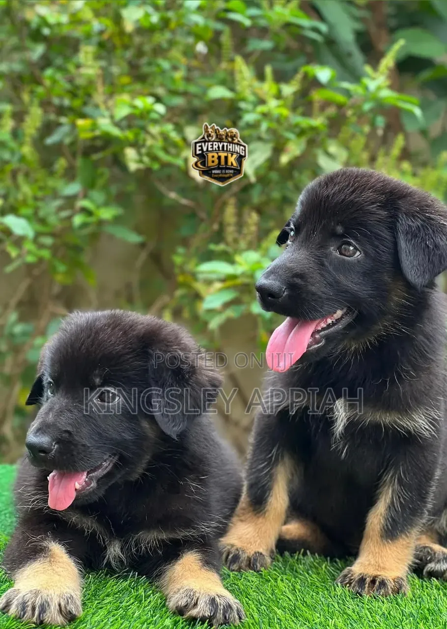 1-3 months Male Purebred German Shepherd