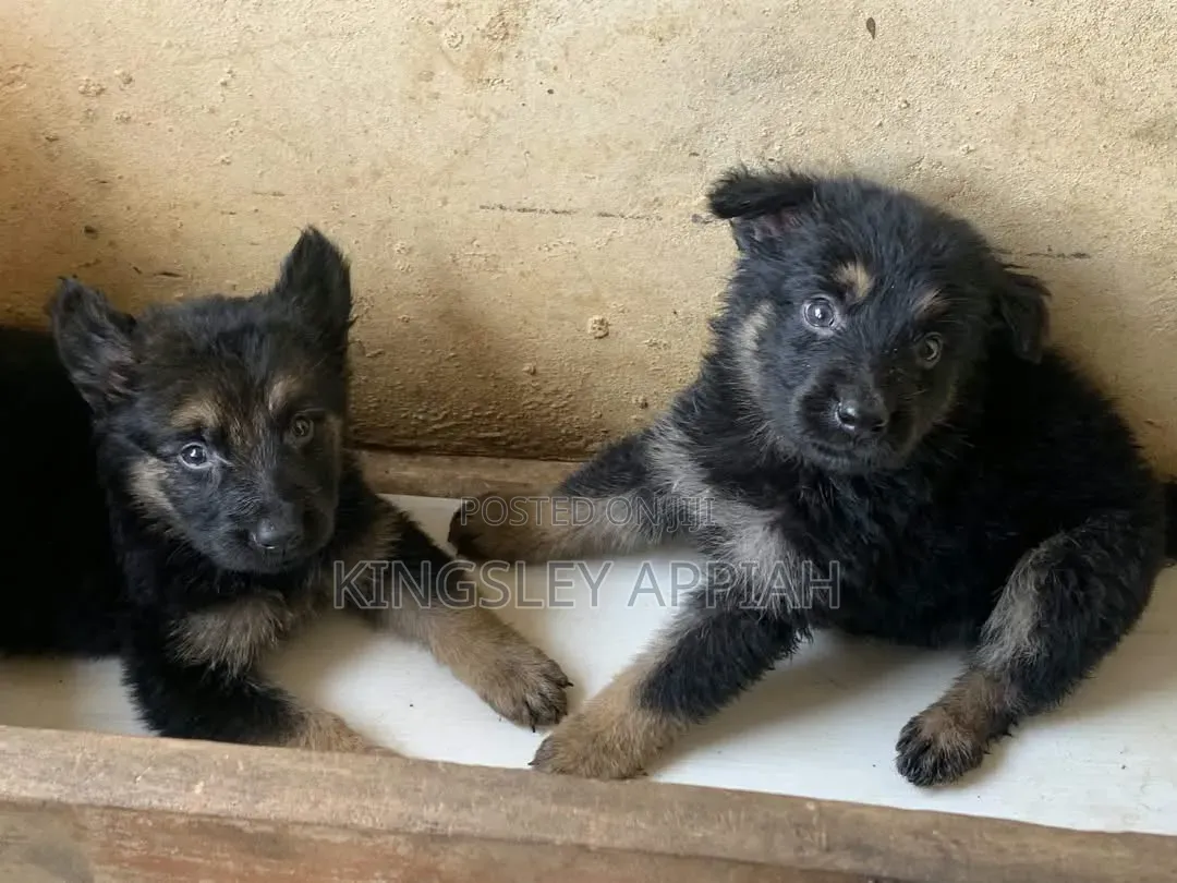 1-3 months Male Purebred German Shepherd