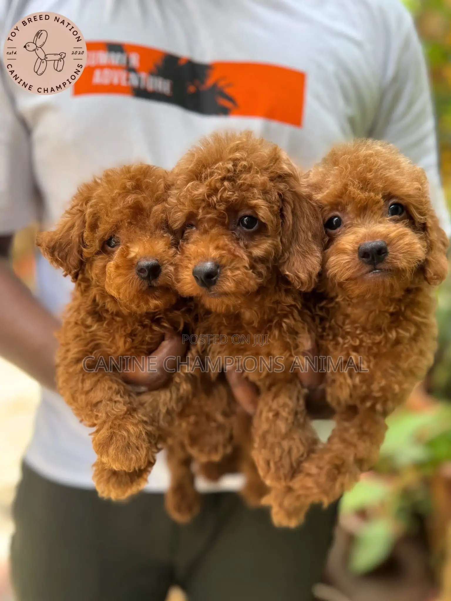 1-3 months Female Purebred Poodle