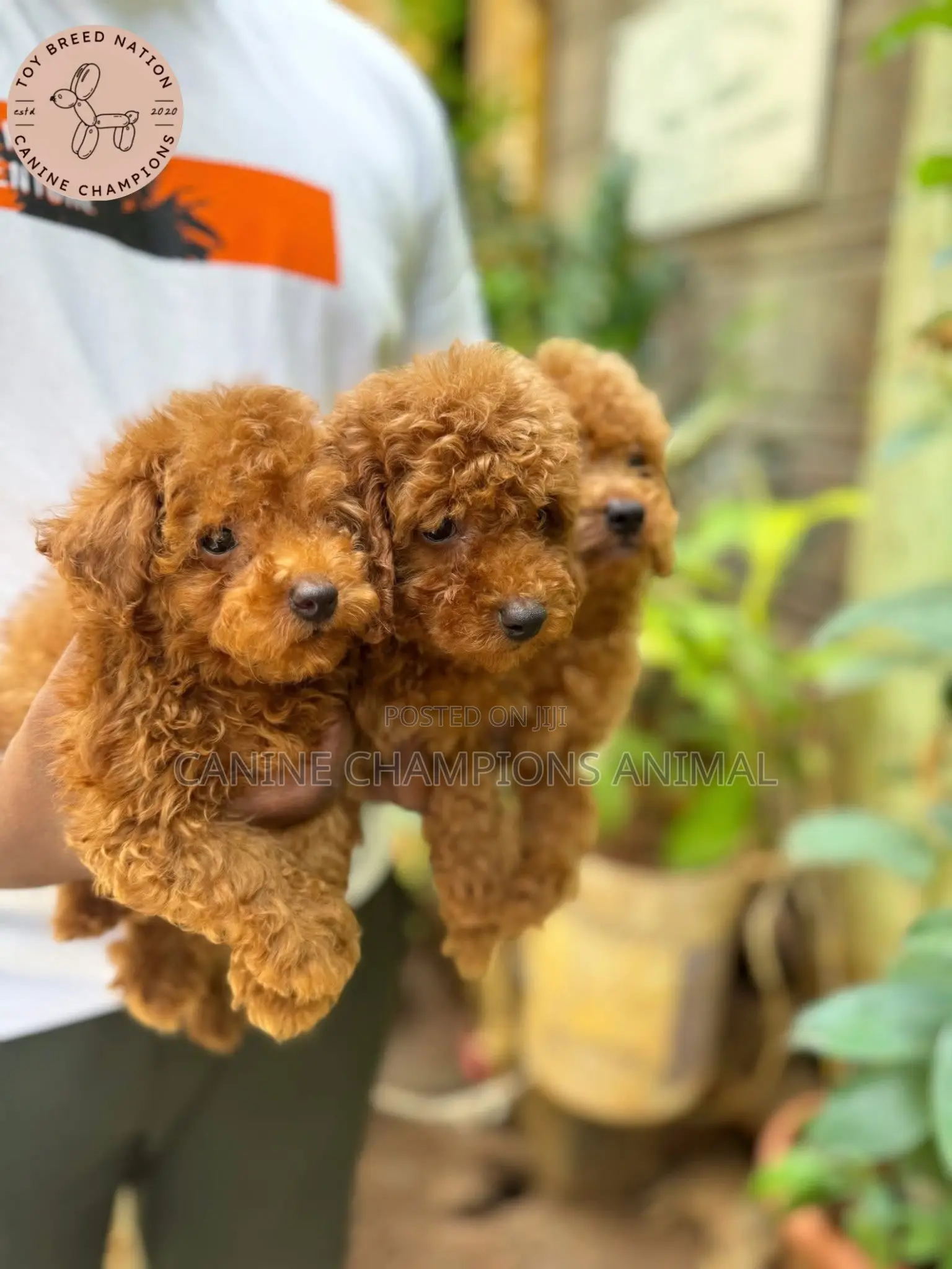 1-3 months Female Purebred Poodle