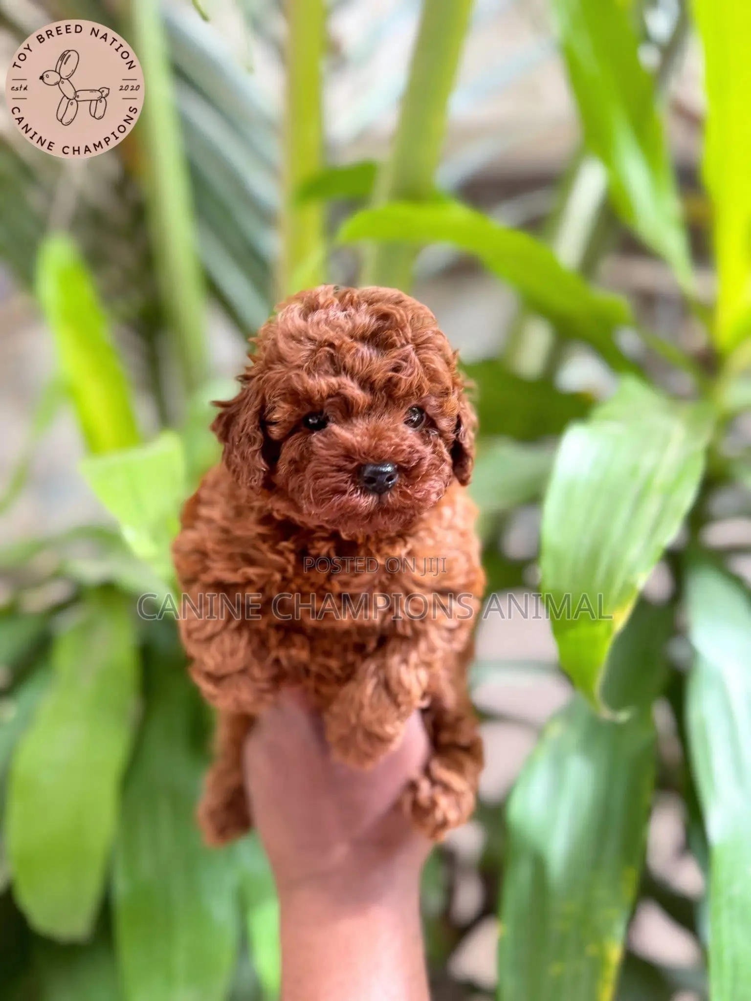 1-3 months Female Purebred Poodle