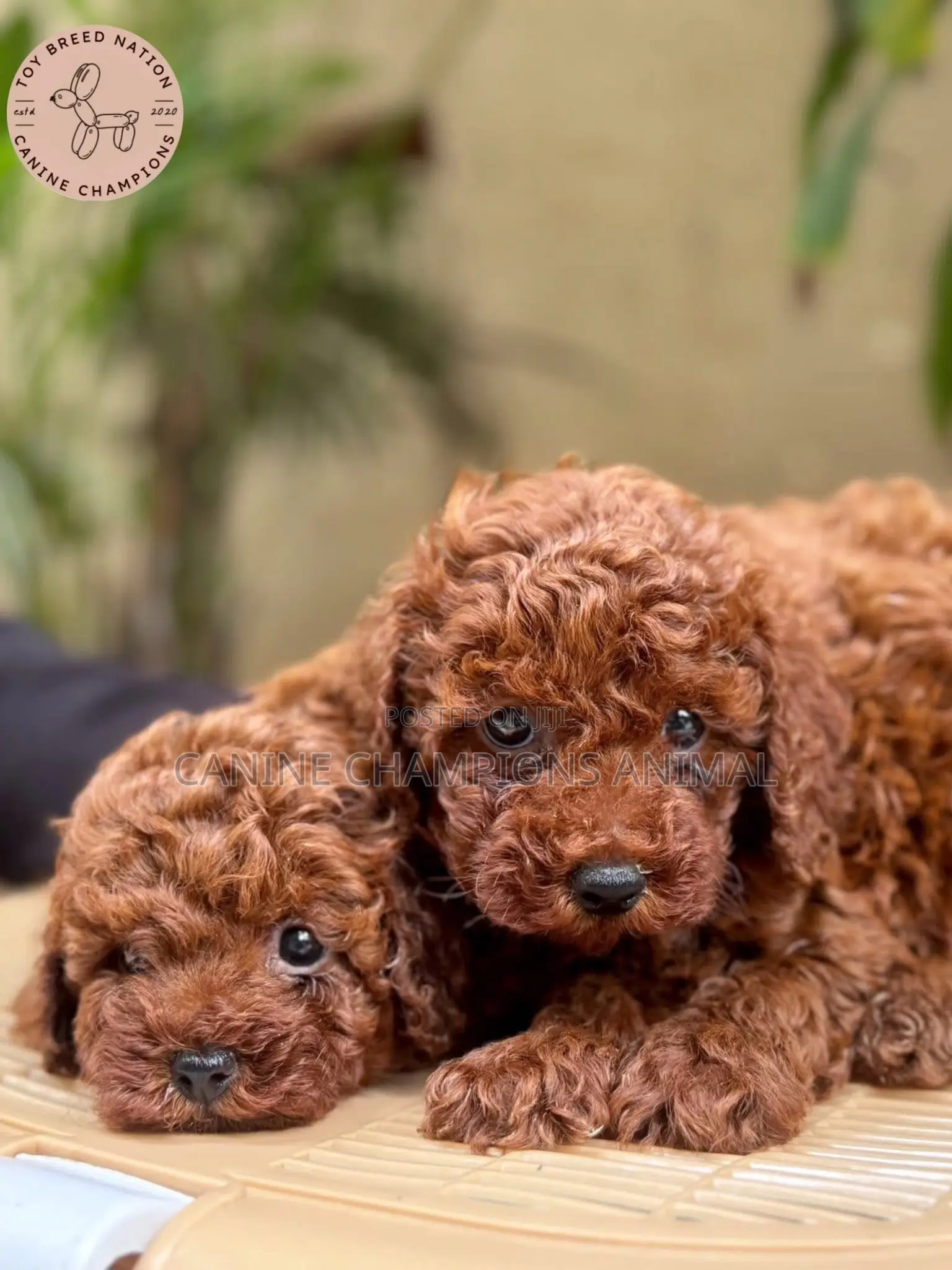 1-3 months Female Purebred Poodle