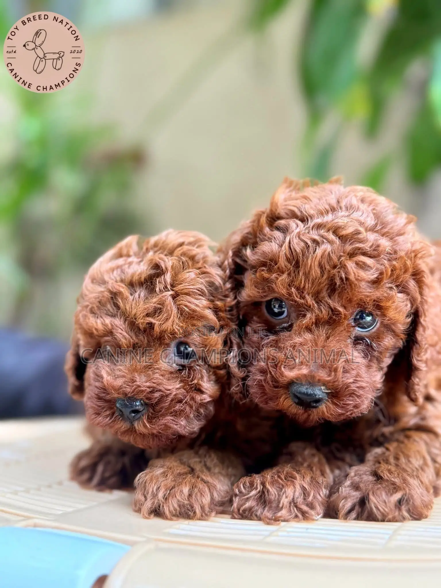 1-3 months Female Purebred Poodle
