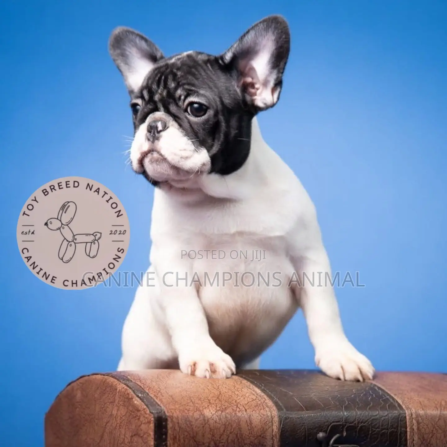 1-3 months Female Purebred French Bulldog