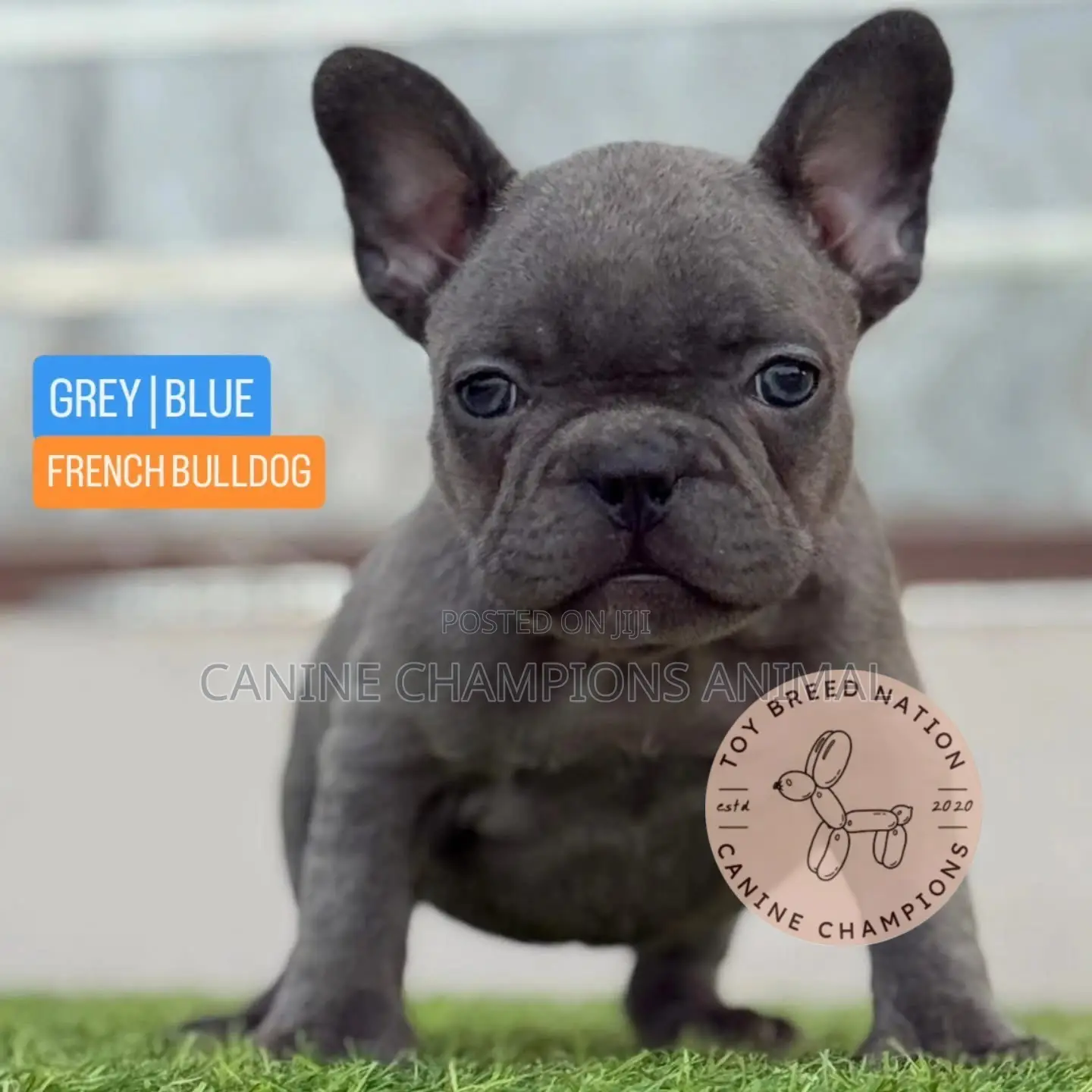 1-3 months Female Purebred French Bulldog