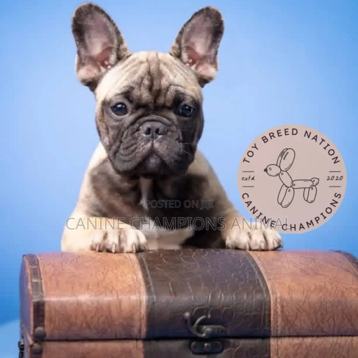 1-3 months Female Purebred French Bulldog