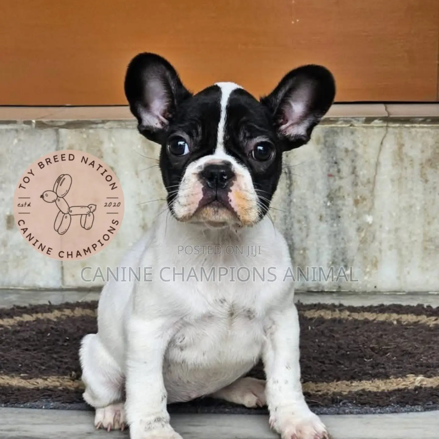 1-3 months Female Purebred French Bulldog