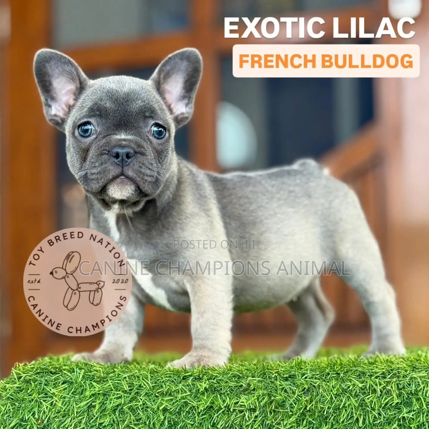 1-3 months Female Purebred French Bulldog