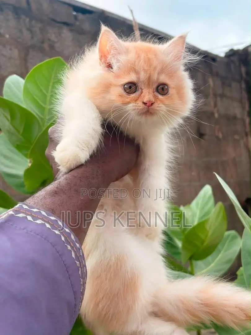 1-3 months Male Purebred Persian